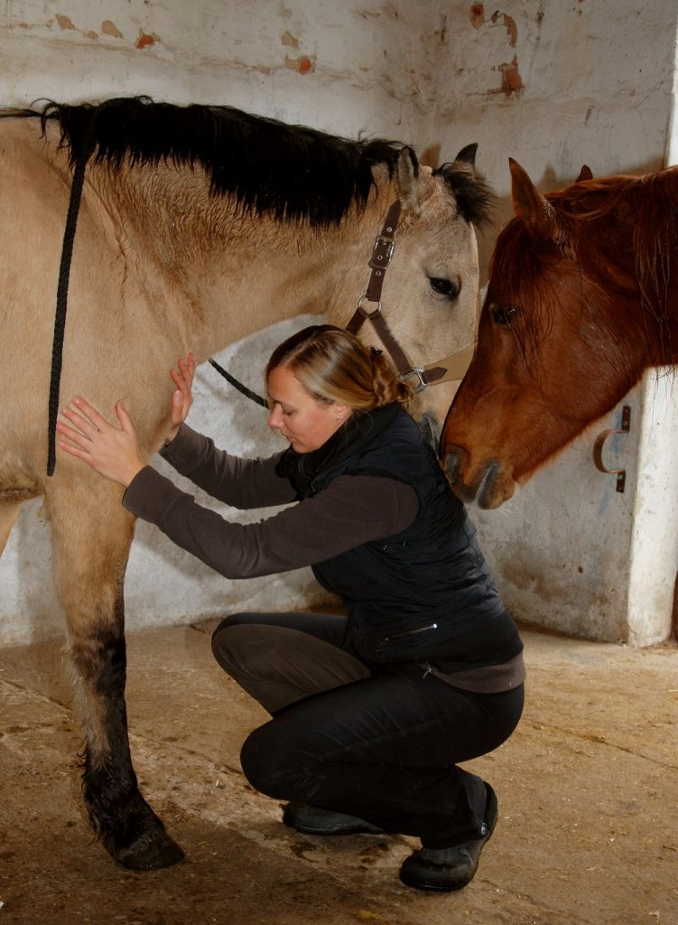Catherin Seib mit Pferden – Pferdeausbildung und Kommunikation