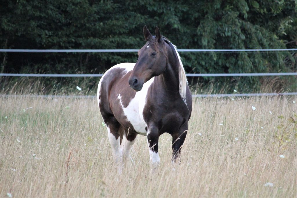 Pferd Milan – Training, Heilung und Kommunikation mit Catherin Seib
