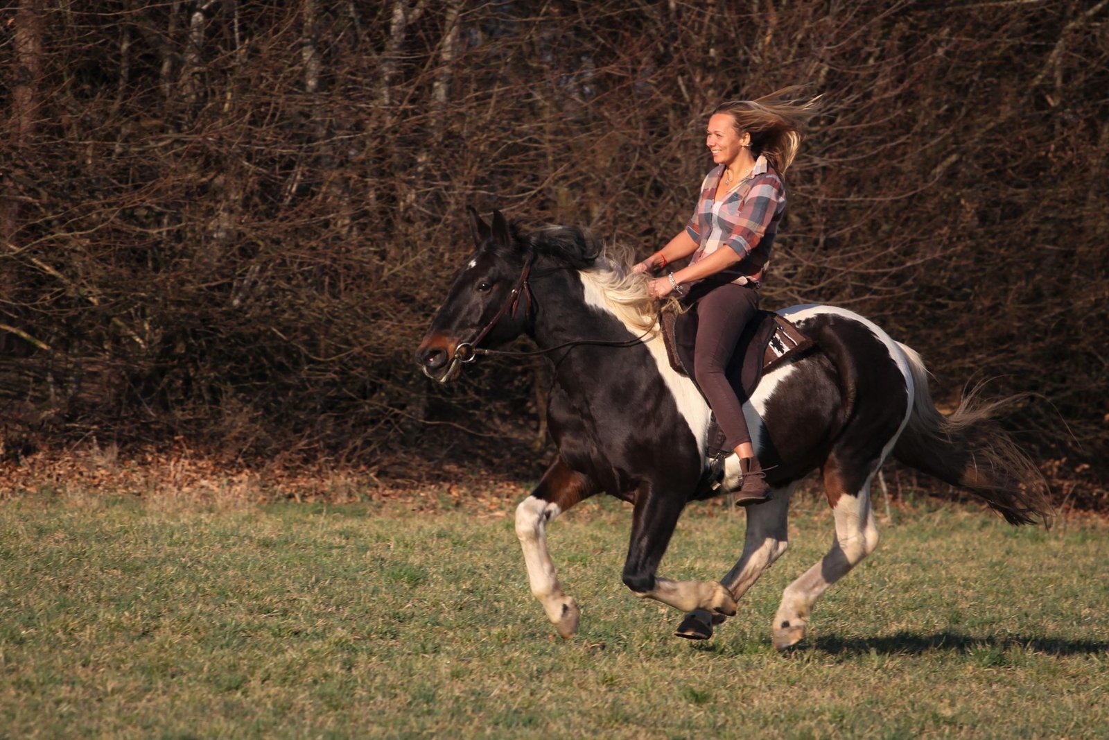 wie pferde reiten möchten