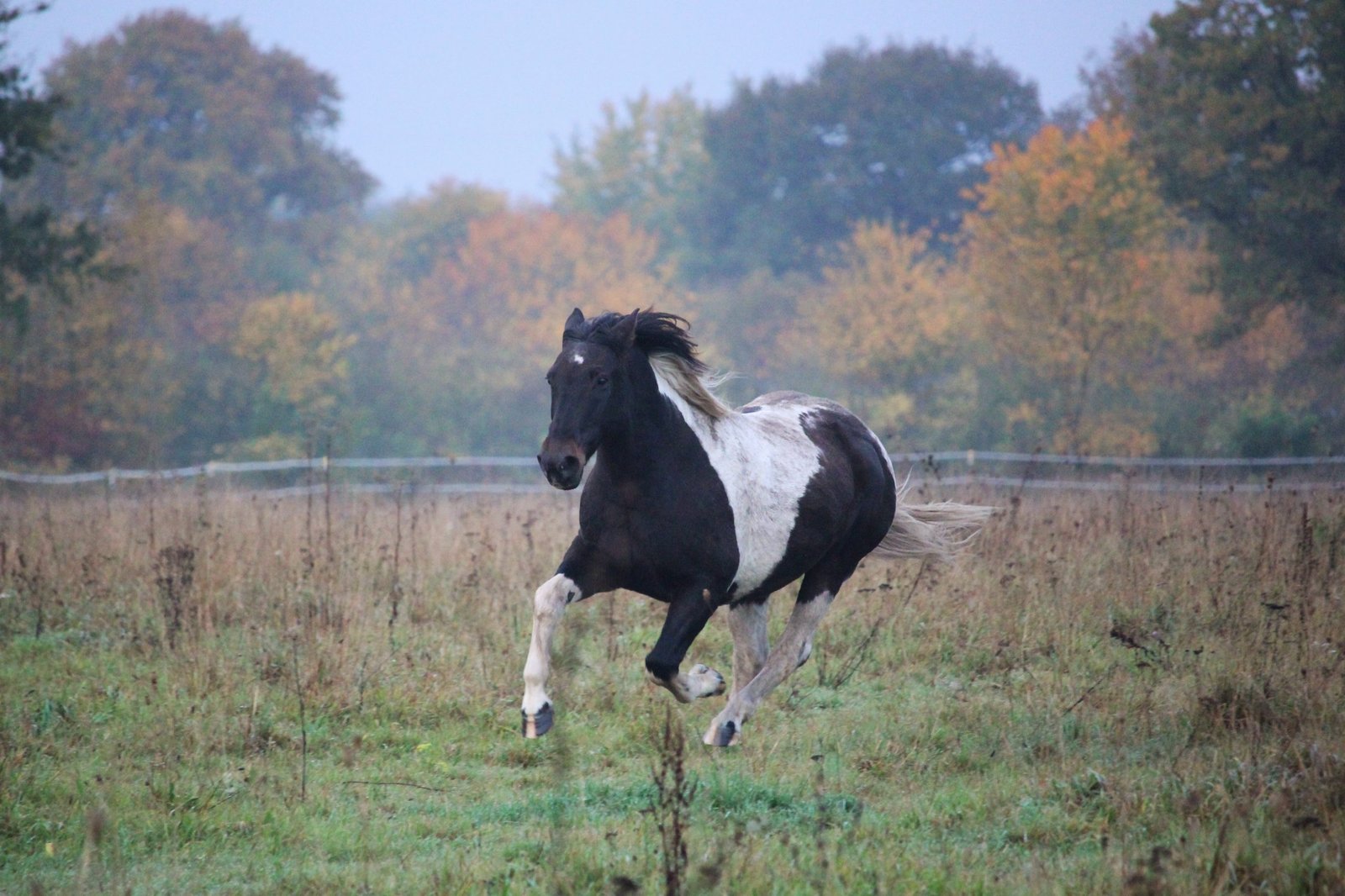 Kriegerpferd Milan