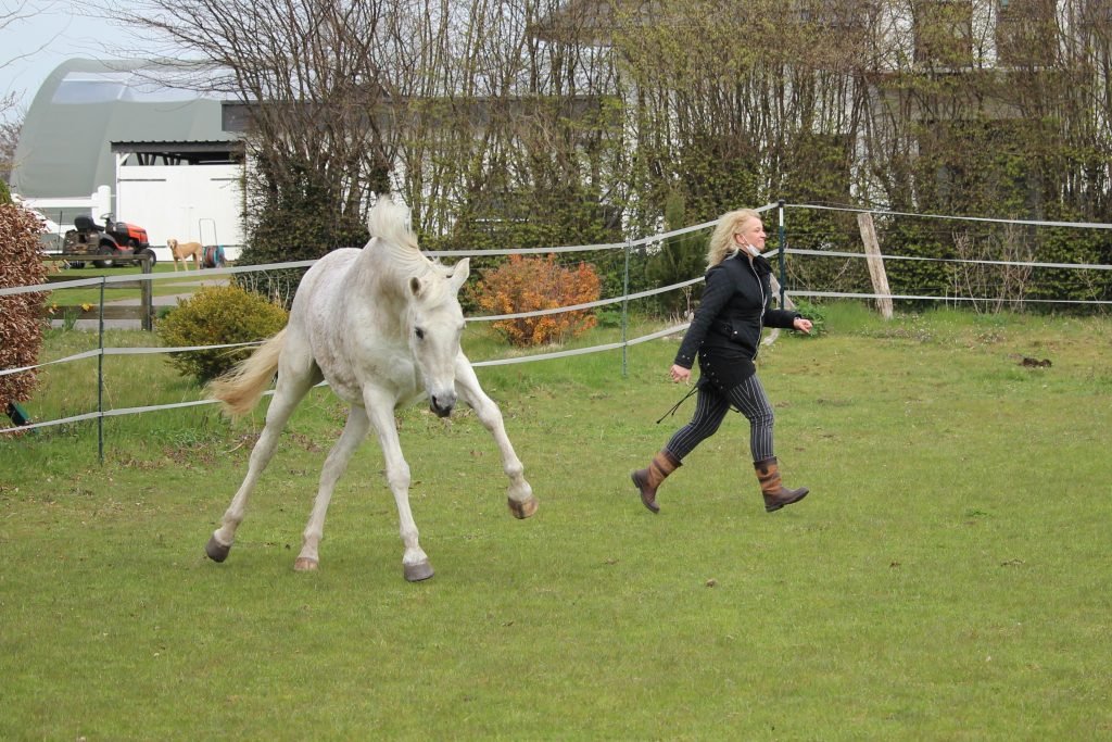 Weißes Pferd spielt mit seiner Besitzerin auf der Koppel