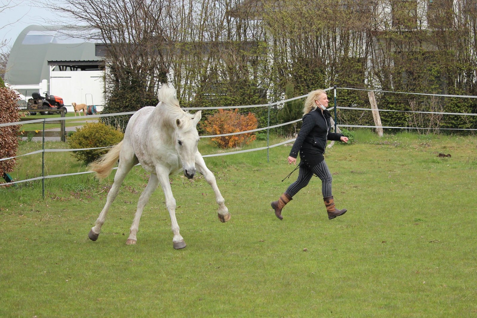 Weißes Pferd spielt mit seiner Besitzerin auf der Koppel