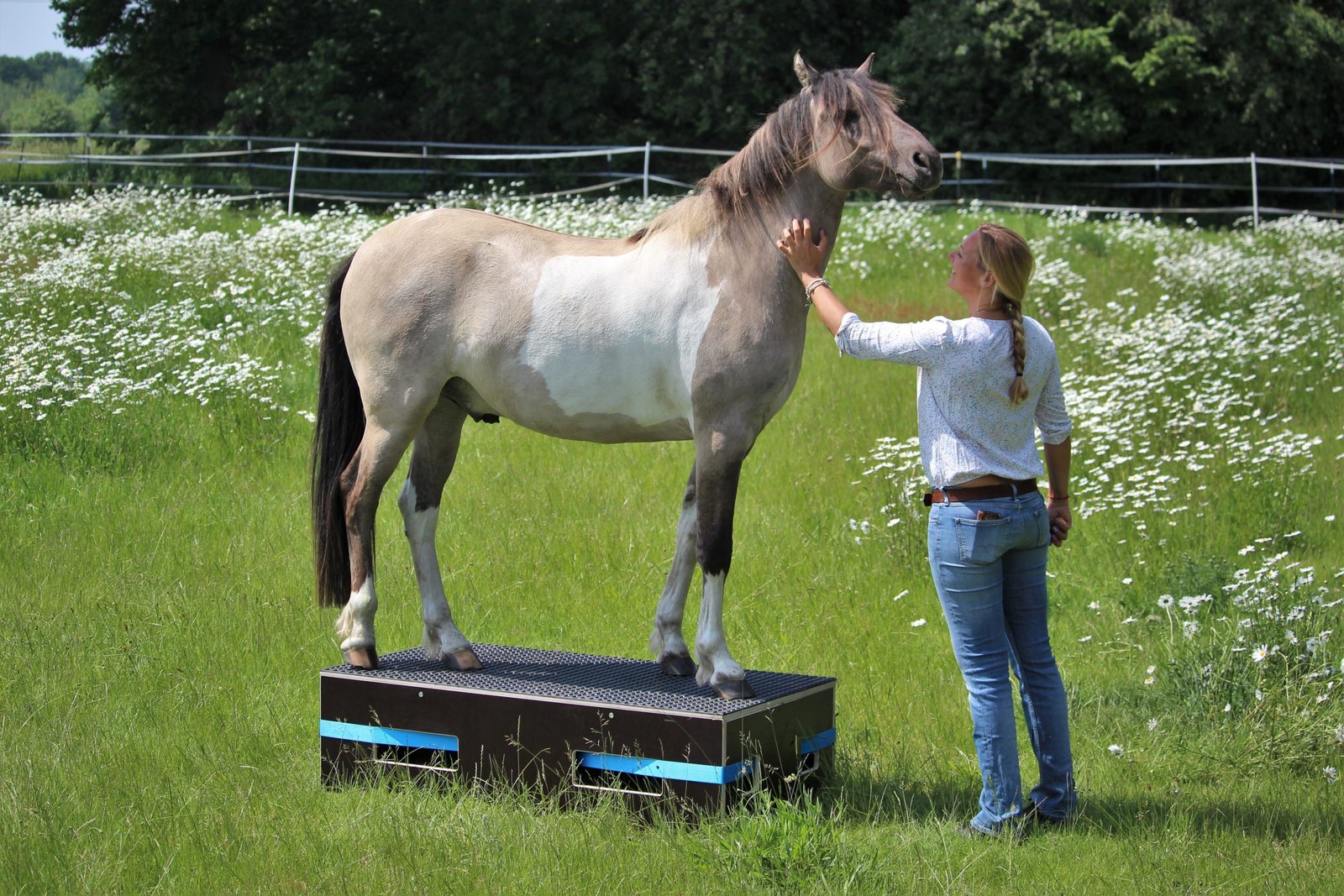 tierkommunikation pferd