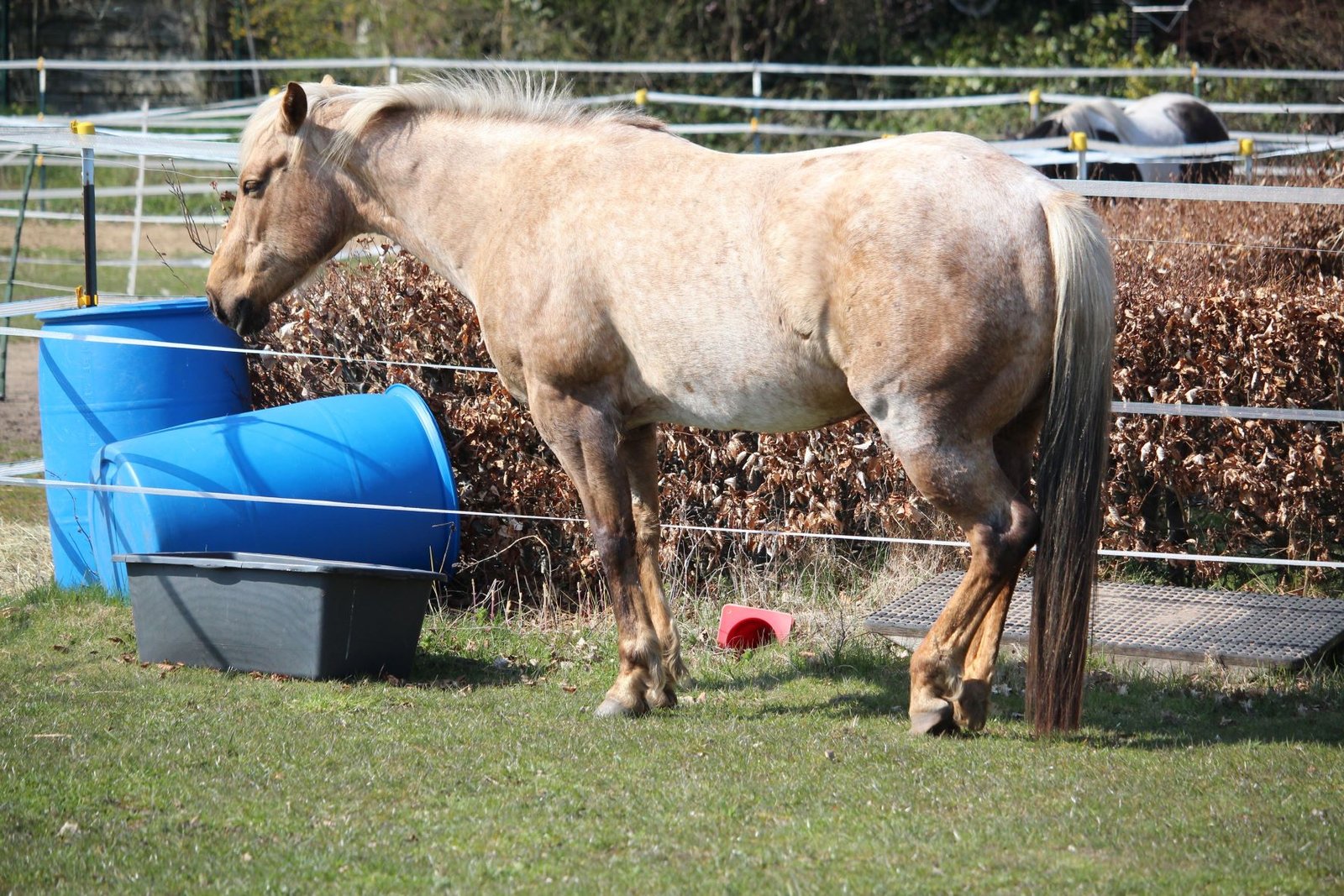 Falbfarbenes Pferd entlastet seine Hinterhand