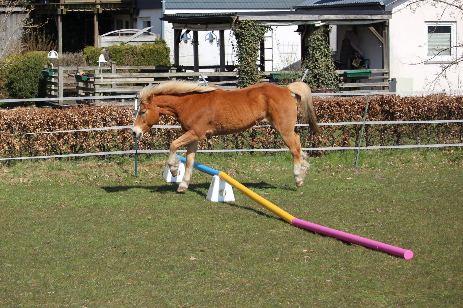 Haflinger springt über ein kleines Hindernis