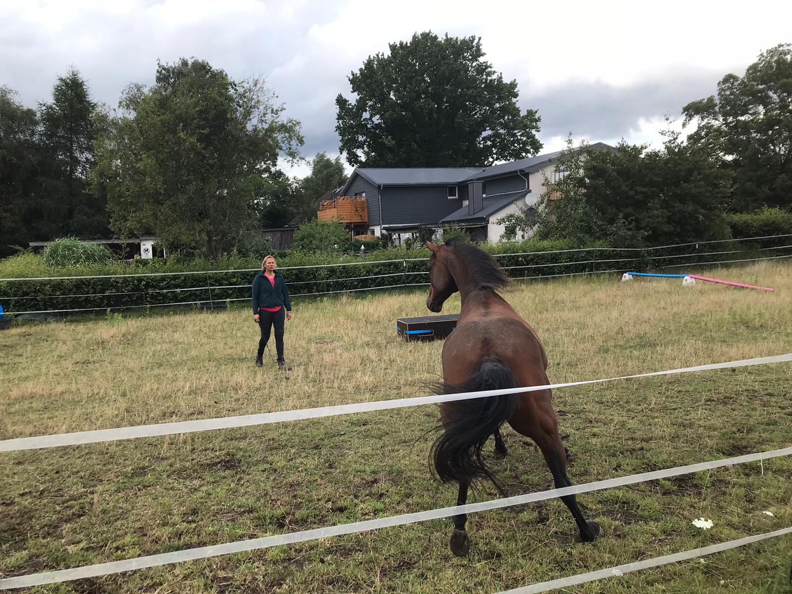 freiheitsdressur libertytraining