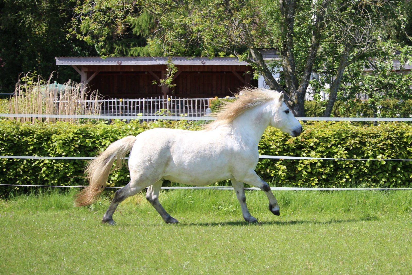 Weißes Pony galoppiert über die Koppel
