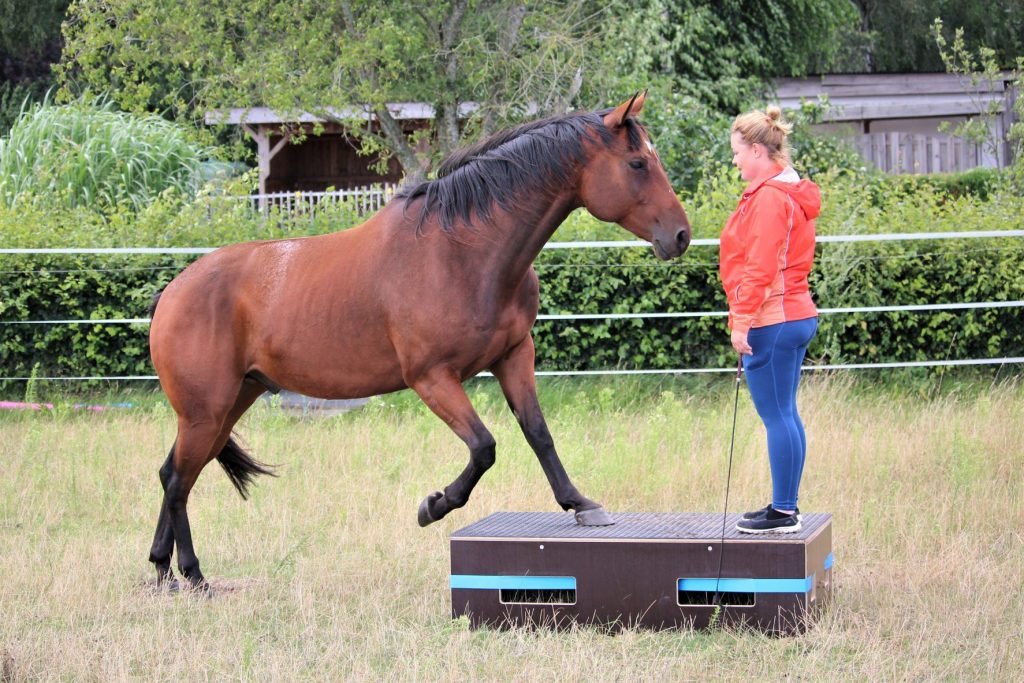 Pferd steigt auf eine Podest