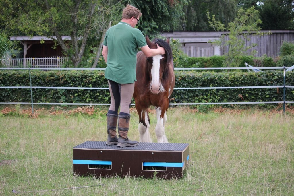 Mann steht vor seinem Pferd auf einem Podest und streichelt seinen Kopf