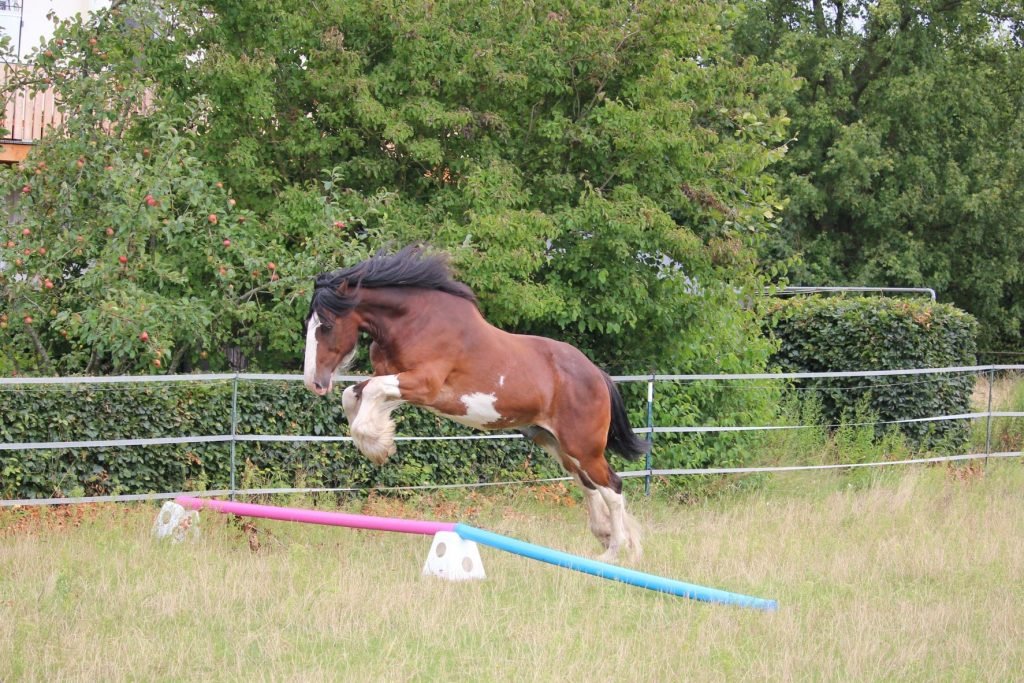 Pferd springt auf einer Wiese über ein Hindernis