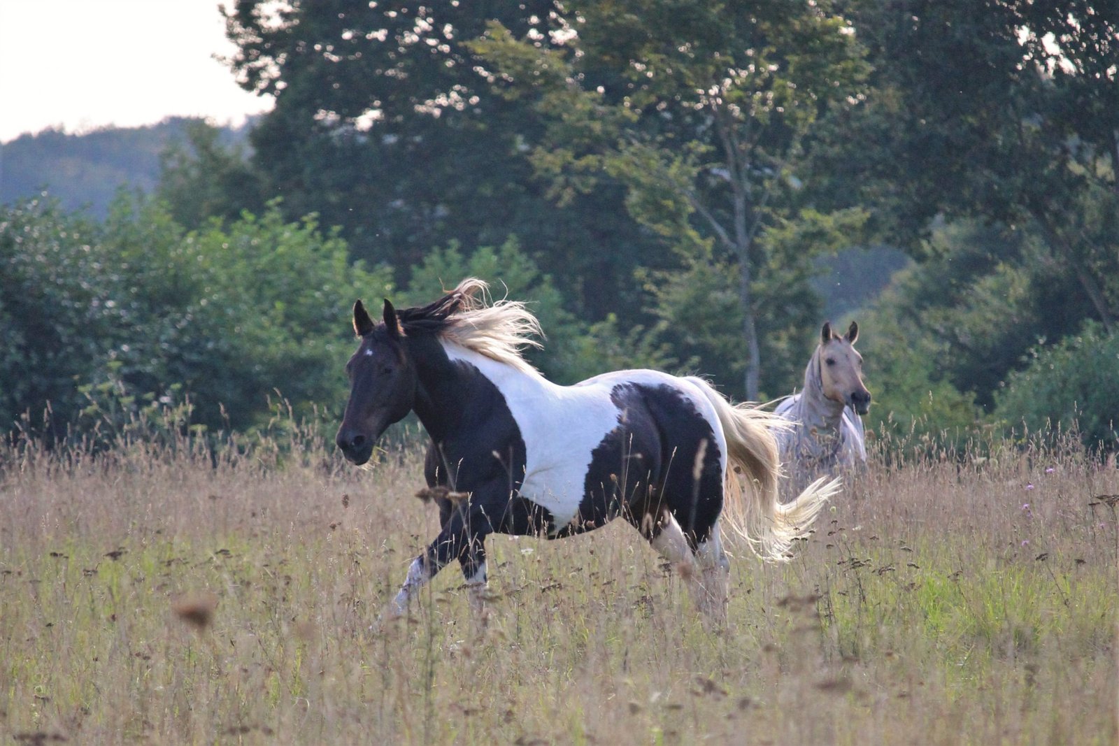 Pinto im Galopp