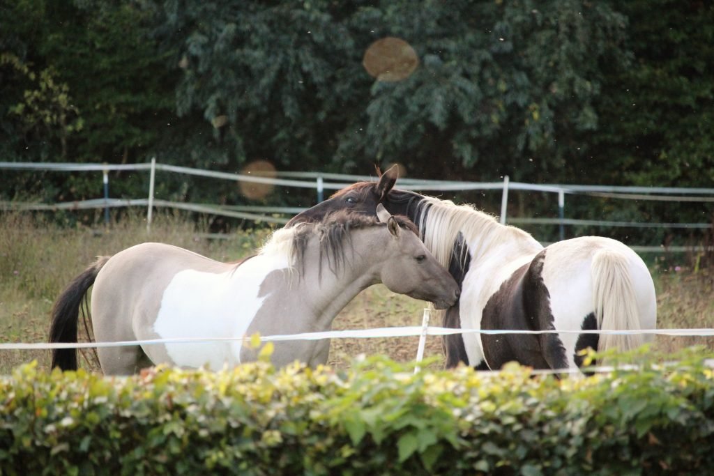 Tierkommunikation klappt nicht