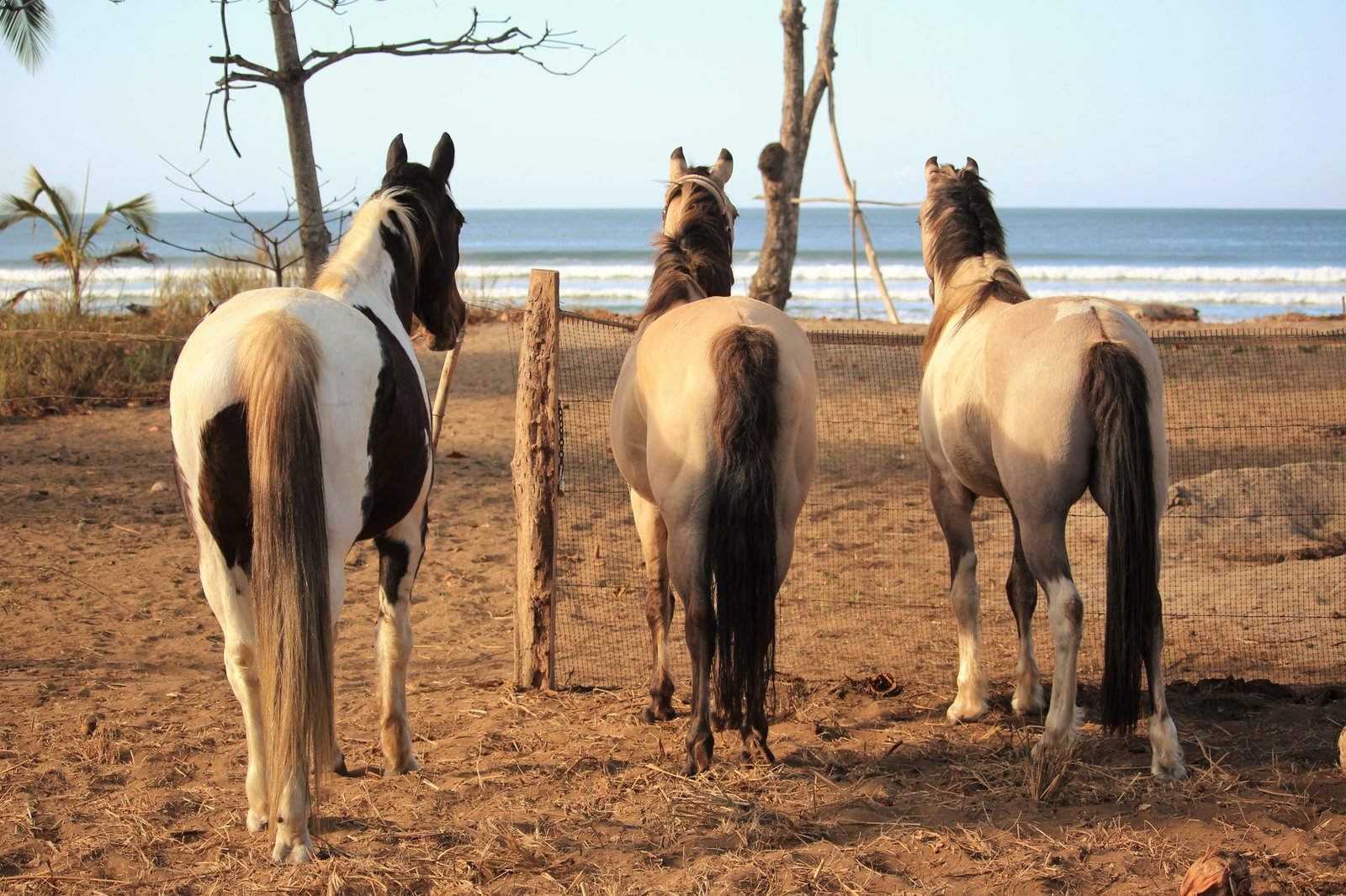pferdegestützte therapie reittherapie