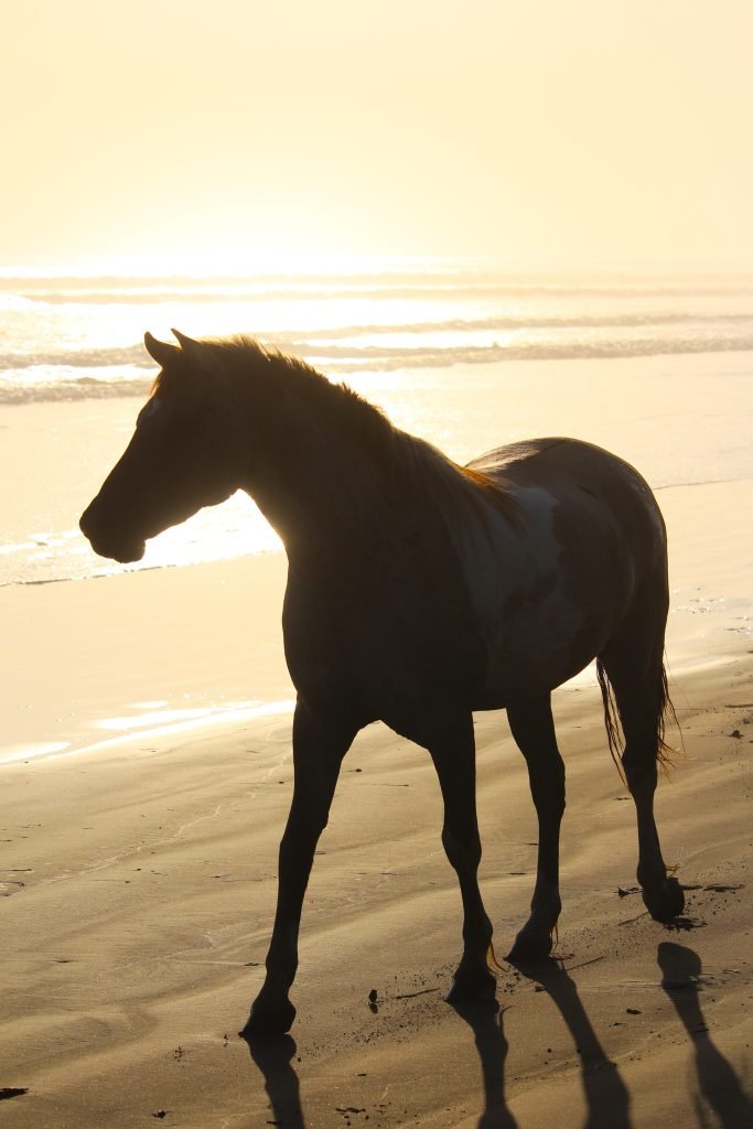 animal communication