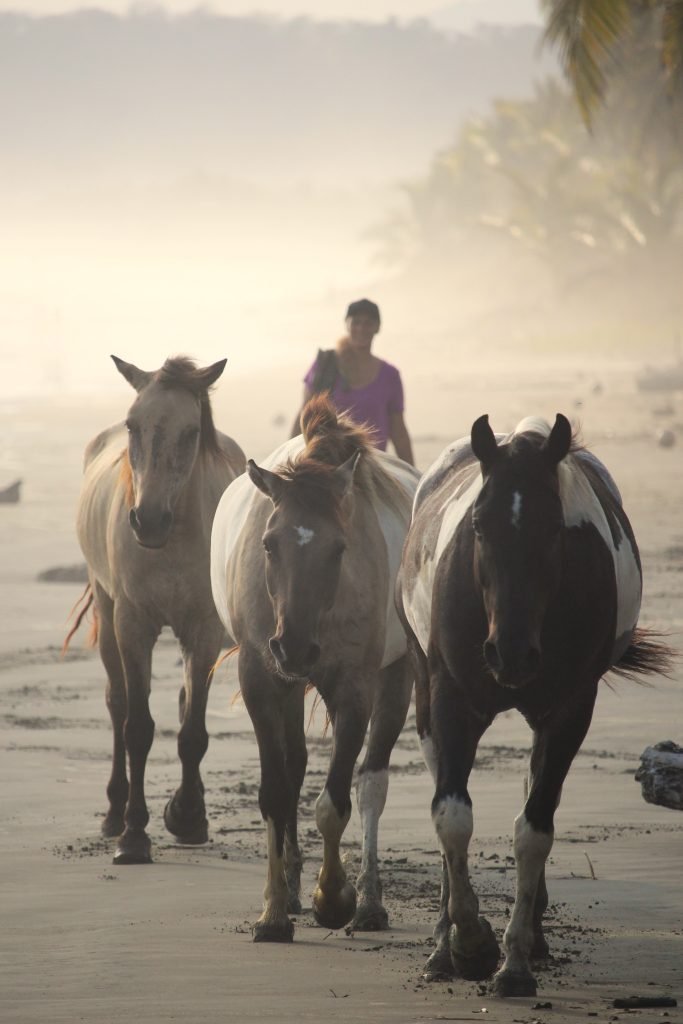 Horse Whisperer